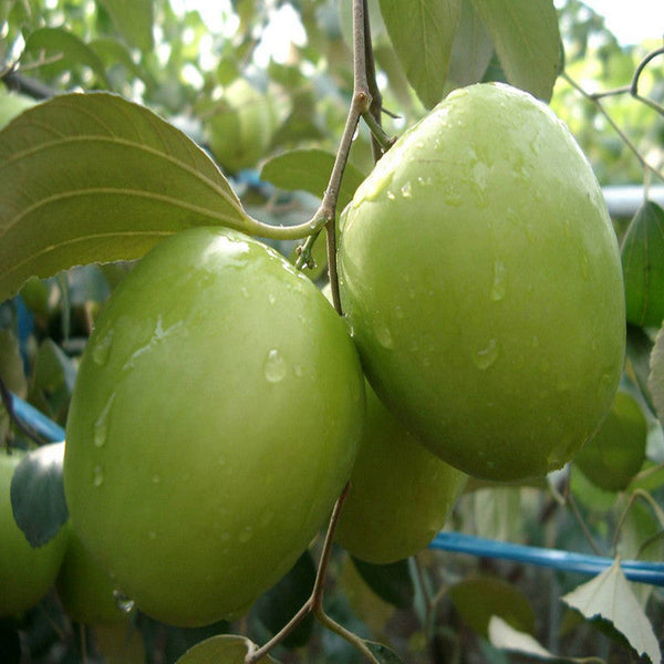 Indian Jujube Apple(Grafted) -Fruit Plants & Tree - Premium Fruit Plants & Tree from Plantparadise - Just $470.00! Shop now at Plantparadise