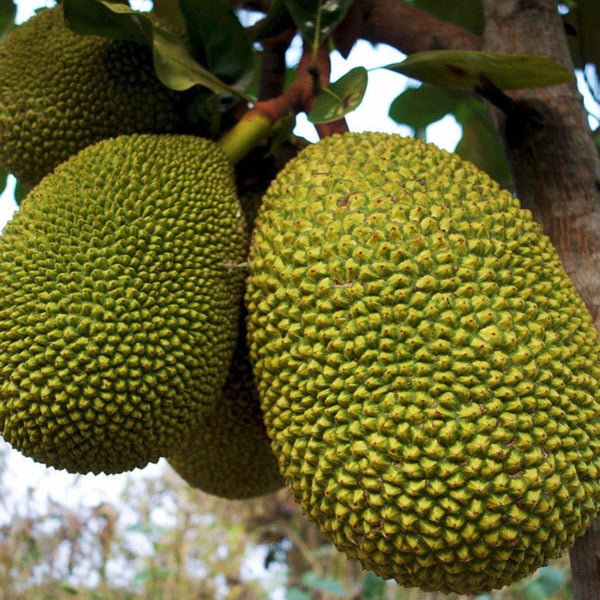 Jack fruit-Gumless Panasa(Grafted) - Fruit Plants & Tree - Premium Fruit Plants & Tree from Plantparadise - Just $440.00! Shop now at Plantparadise