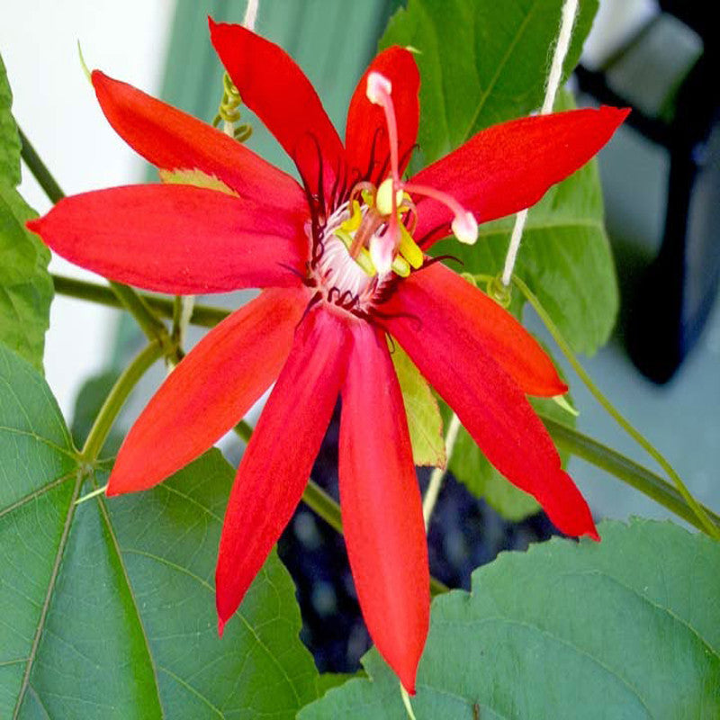 Scarlet Passion Flower red- Creepers & Climbers - Premium Creepers & Climbers from Plantparadise - Just $625.00! Shop now at Plantparadise