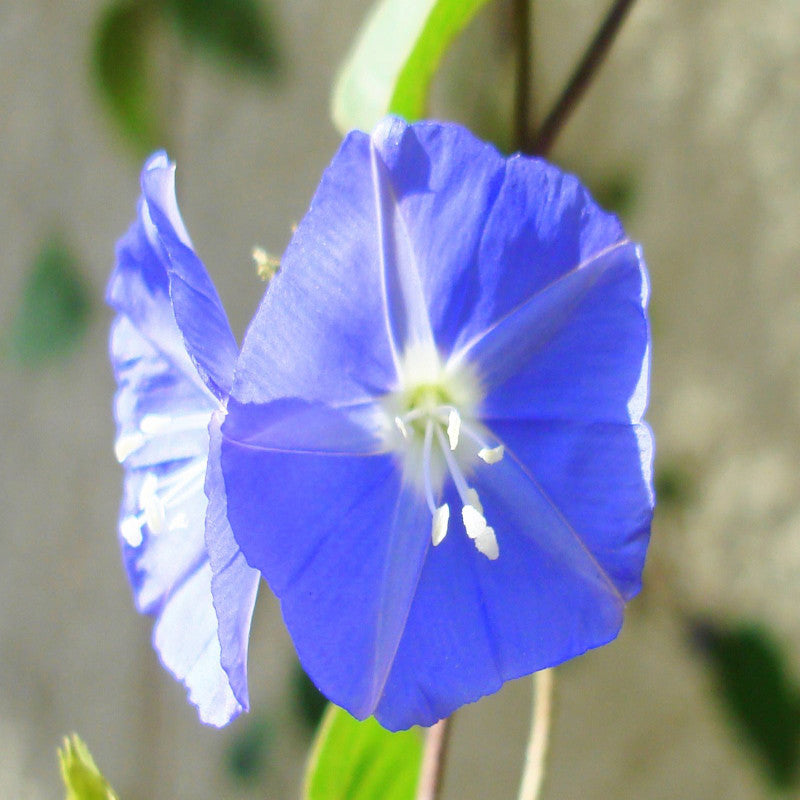 Jacquemontia-Creepers & Climbers - Premium Creepers & Climbers from Plantparadise - Just $665.00! Shop now at Plantparadise