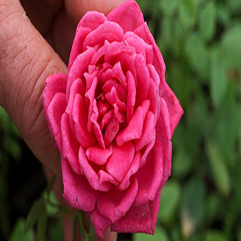 Button Rose Color Button Rose Dwarf Pink - Flowering Plants | Best Price in 2024 at ...
