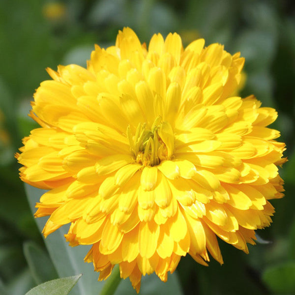 Calendula Yellow- SEASONALS|Calendula Yellow Sunshine - Premium SEASONALS from Plantparadise - Just $401! Shop now at Plantparadise