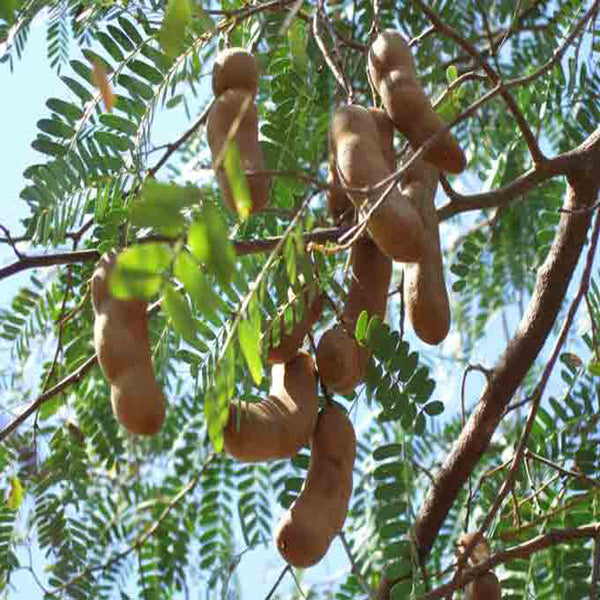 Tamarind-PKM (Grafted)- Fruit Plants & Tree - Premium Fruit Plants & Tree from Plantparadise - Just $570.00! Shop now at Plantparadise