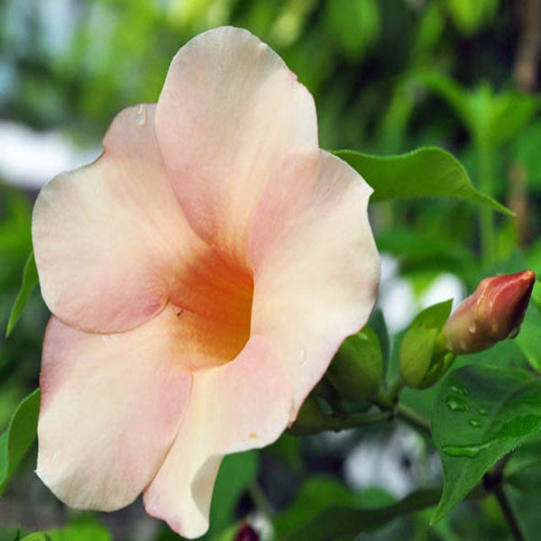 Allamanda biscuit - Flowering Plants - Premium Flowering Shrubs from Plantparadise - Just $565.00! Shop now at Plantparadise