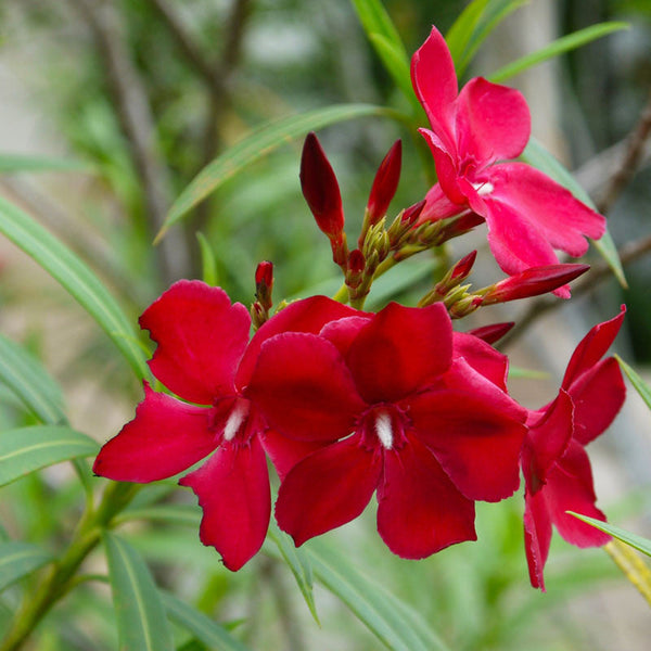 Nerium mini Red Single - Flowering Shrubs|"Crimson Beauty: Nerium Mini Red Single - Your Garden's Everlasting Elegance" - Premium Flowering Shrubs from Plantparadise - Just $520! Shop now at Plantparadise