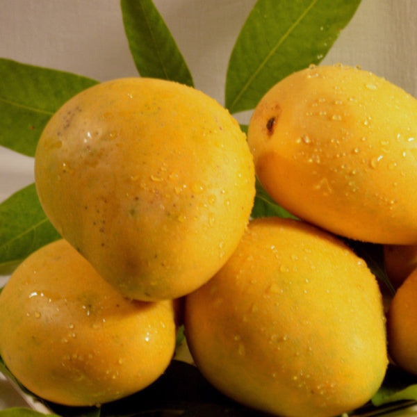 Mango Benishan/Banaganpalli(Grafted) - Fruit Plants & Tree - Premium Fruit Plants & Tree from Plantparadise - Just $530.00! Shop now at Plantparadise