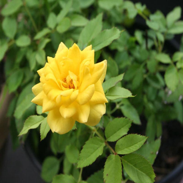 MINIATURE ROSE YELLOW - Flowering Shrubs|Winter Hardy Yellow Roses|Yellow Miniature Rose for Small Gardens - Premium Flowering Shrubs from Plantparadise - Just $600! Shop now at Plantparadise