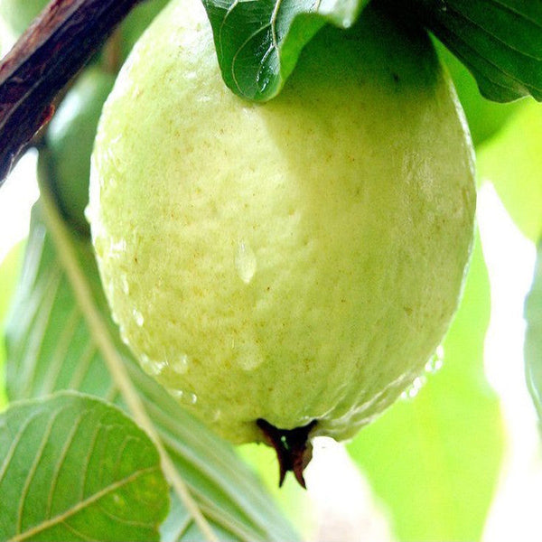 Guava-Lucknow-49(Air Layered Plant) - Fruit Plants & Tree - Premium Fruit Plants & Tree from Plantparadise - Just $375.0! Shop now at Plantparadise