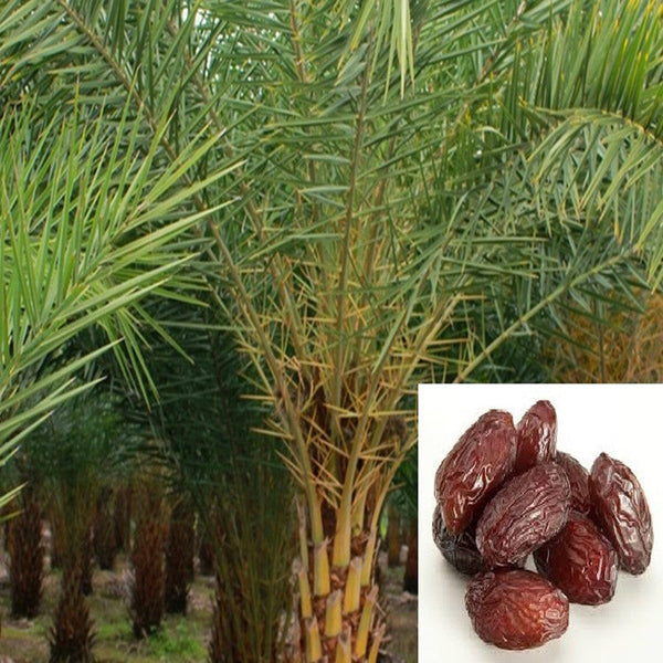 Date palm- Fruit Plants & Tree - Premium Fruit Plants & Tree from Plantparadise - Just $740.0! Shop now at Plantparadise