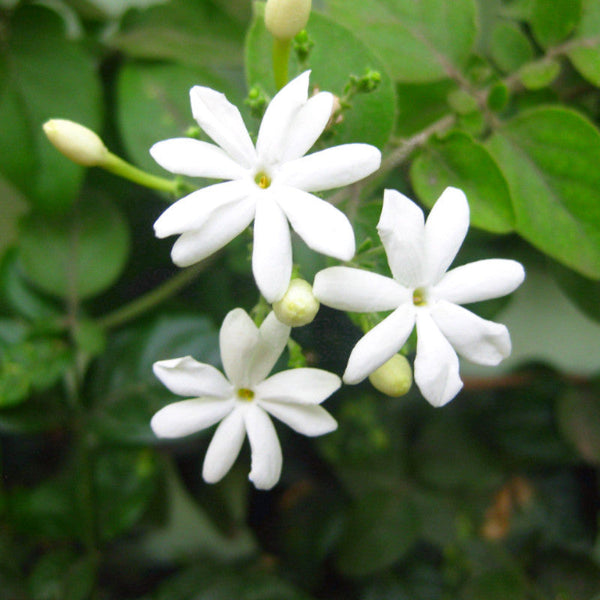 Juhi/Jasminum Auriculatum - Creepers & Climbers - Premium Creepers & Climbers from Plantparadise - Just $640.00! Shop now at Plantparadise