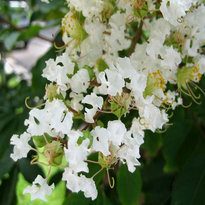 Lagerstroemia White / Crepe Myrtle White - Avenue Trees - Premium Avenue Trees from Plantparadise - Just $450.00! Shop now at Plantparadise