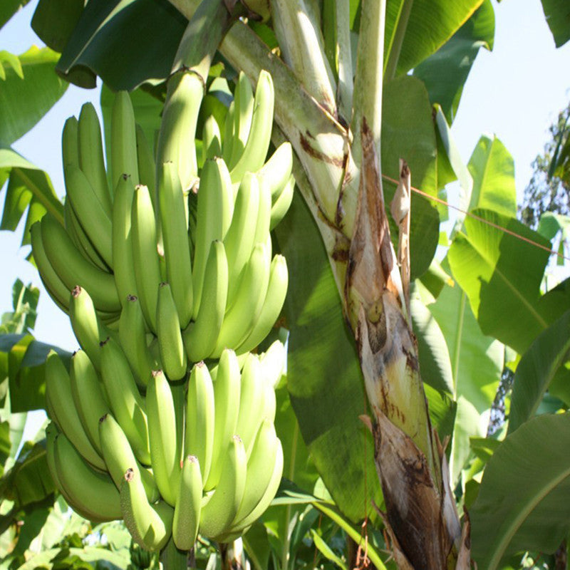 Banana TC Green - Fruit Plants & Tree - Premium Fruit Plants & Tree from Plantparadise - Just $340.00! Shop now at Plantparadise
