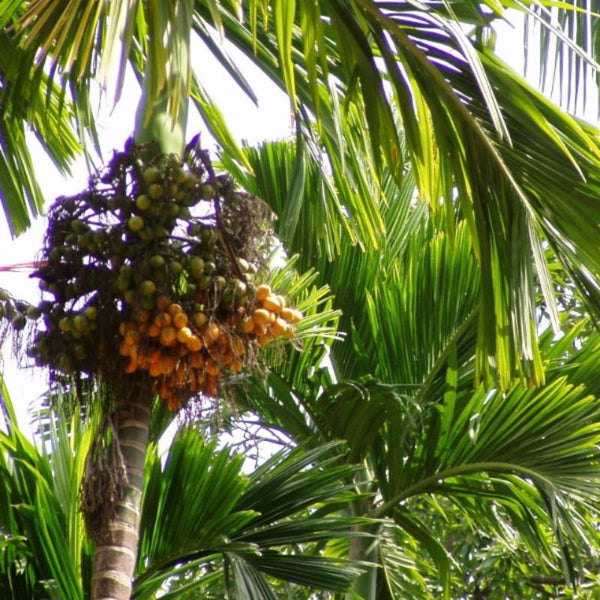 Betel Nut/Areca Nut - Fruit Plants & Tree - Premium Fruit Plants & Tree from Plantparadise - Just $450.0! Shop now at Plantparadise