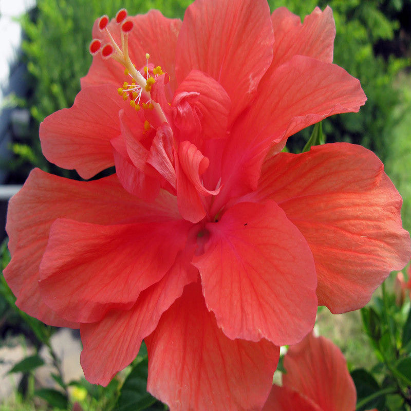 Hibiscus Red DOUBLE - Flowering Shrubs - Premium Flowering Shrubs from Plantparadise - Just $299.00! Shop now at Plantparadise