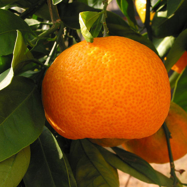 Orange-Kinnow(Grafted)- Fruit Plants & Tree - Premium Fruit Plants & Tree from Plantparadise - Just $620.00! Shop now at Plantparadise