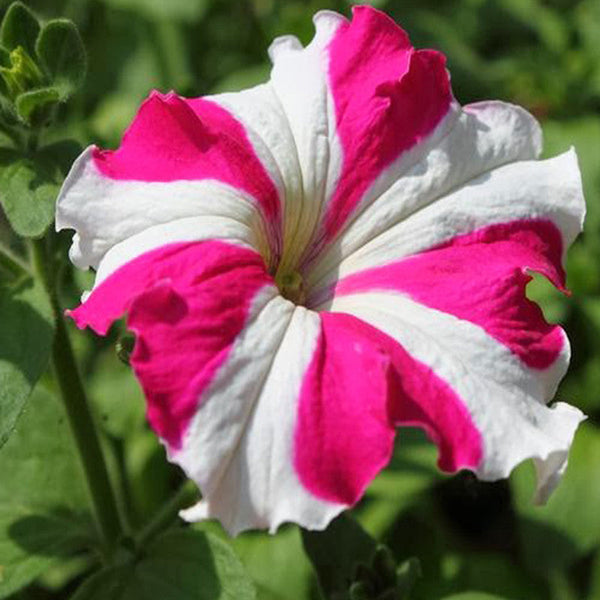 Petunia Pink and White - SEASONALS - Premium SEASONALS from Plantparadise - Just $291.00! Shop now at Plantparadise