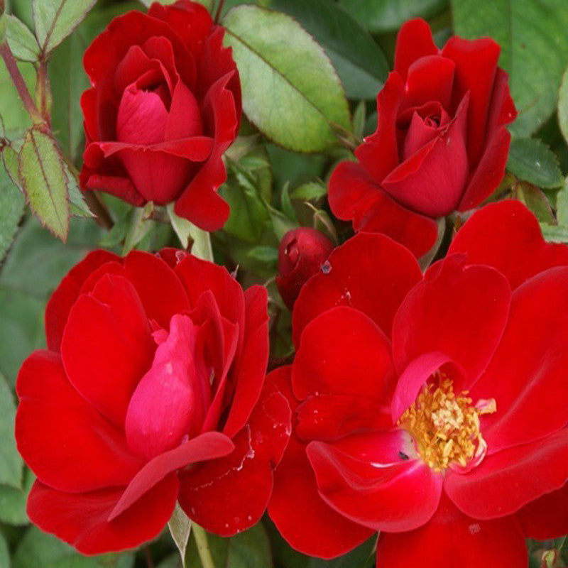 Rosa Hybrida Dwarf Red - Flowering Plants|"Petite Passion: Exploring the Beauty of Dwarf Red Rosa Hybrida" - Premium Flowering Plants from Plantparadise - Just $550! Shop now at Plantparadise