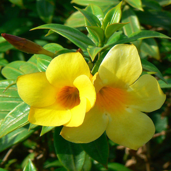 Bush Allamanda - Flowering Shrubs - Premium Flowering Shrubs from Plantparadise - Just $420.00! Shop now at Plantparadise