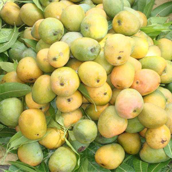 Mango Kothapalli kobbari(Grafted)- Fruit Plants & Tree - Premium Fruit Plants & Tree from Plantparadise - Just $450.00! Shop now at Plantparadise