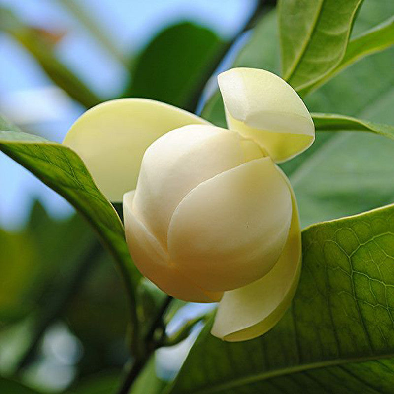 Magnolia Dwarf Coco - Flowering Shrubs - Premium Flowering Shrubs from Plantparadise - Just $649! Shop now at Plantparadise