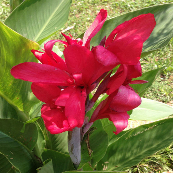 Cannas Dwarf Red - Flowering Plants - Premium Flowering Plants from Plantparadise - Just $665.00! Shop now at Plantparadise