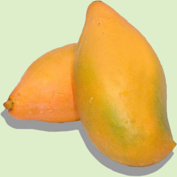 Totapuri  Mango(Grafted) - Fruit Plants & Tree - Premium Fruit Plants & Tree from Plantparadise - Just $730.00! Shop now at Plantparadise