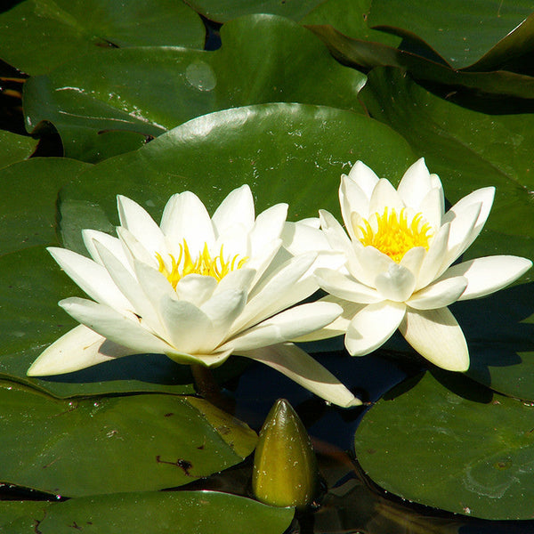 Water Lily Star White - Aquatic Plants - Premium Aquatic Plants from Plantparadise - Just $1702.00! Shop now at Plantparadise