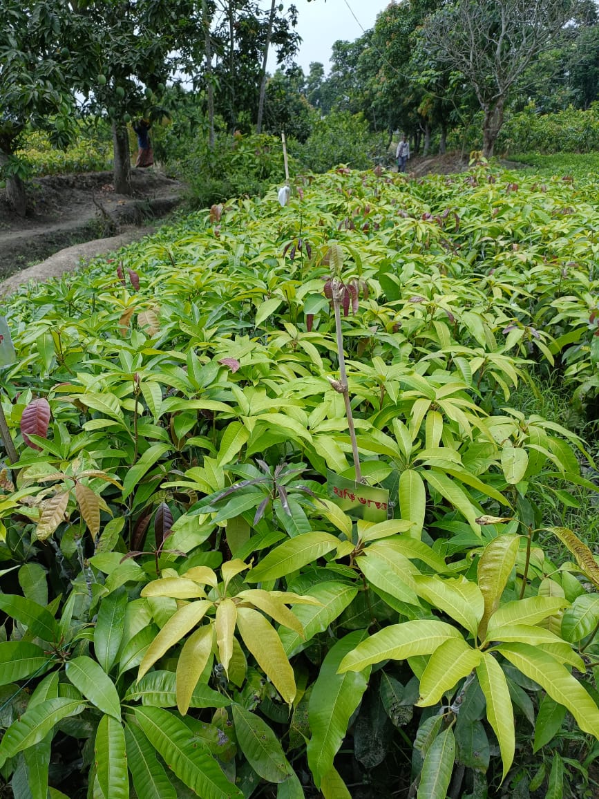 Aswina Mango Plant (Grafted) - Premium Fruit Plants from Plantparadise - Just $450.00! Shop now at Plantparadise