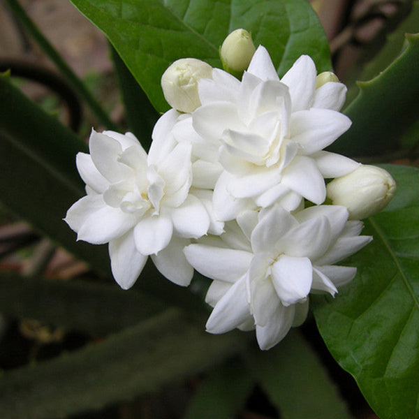 Jasmine Mini/Mogra - Flowering Shrubs - Premium Flowering Shrubs from Plantparadise - Just $340.0! Shop now at Plantparadise