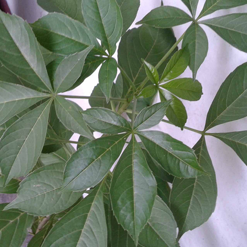 Kalpa Vriksha - Avenue Trees - Premium Avenue Trees from Plantparadise - Just $951.00! Shop now at Plantparadise