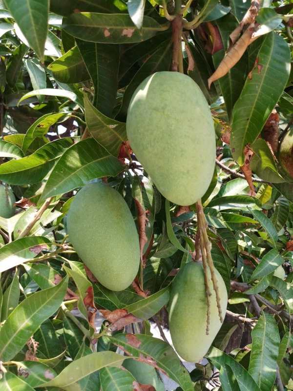 Honeydew Mango Plant (Grafted) - Premium Fruit Plants & Tree from Plantparadise - Just $450! Shop now at Plantparadise