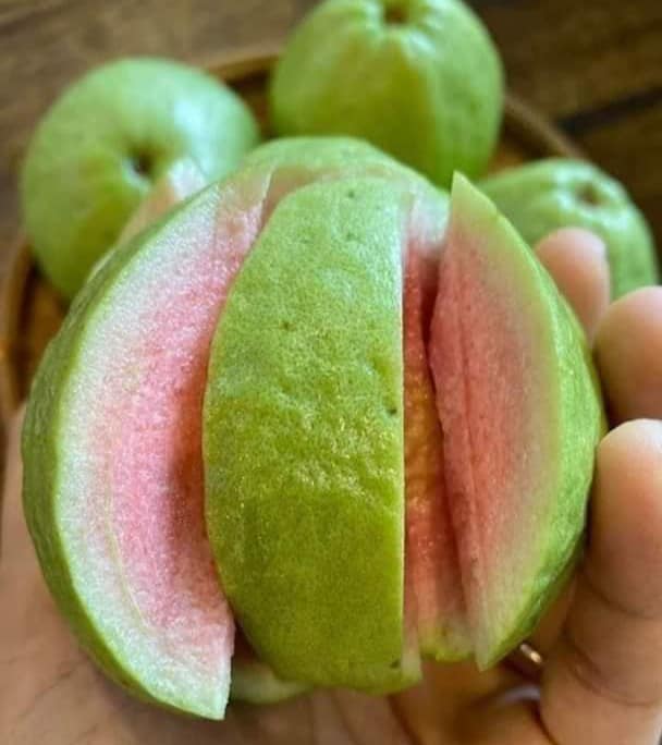 Taiwan Pink Guava - Premium Fruit Plants from Plantparadise - Just $349! Shop now at Plantparadise