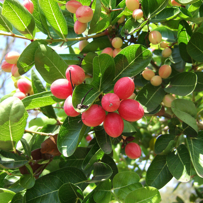 Karonda/Carissa Carandas - Fruit Plants & Tree - Premium Fruit Plants & Tree from Plantparadise - Just $560.00! Shop now at Plantparadise