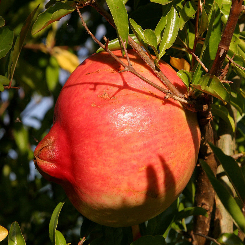 Anar Ganesh- Fruit Plants & Tree - Premium Fruit Plants & Tree from Plantparadise - Just $400.00! Shop now at Plantparadise