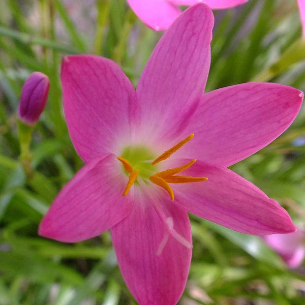 Rain lily Pink- Flowering Plants - Premium Flowering Plants from Plantparadise - Just $650.00! Shop now at Plantparadise