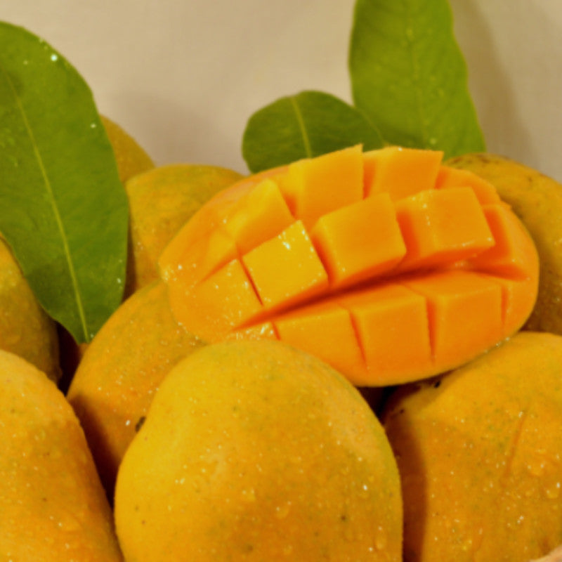 Mango Benishan/Banaganpalli(Grafted) - Fruit Plants & Tree - Premium Fruit Plants & Tree from Plantparadise - Just $530.00! Shop now at Plantparadise