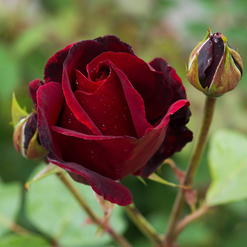 Maroon Rose - Flowering Plants - Premium Flowering Plants from Plantparadise - Just $299.0! Shop now at Plantparadise