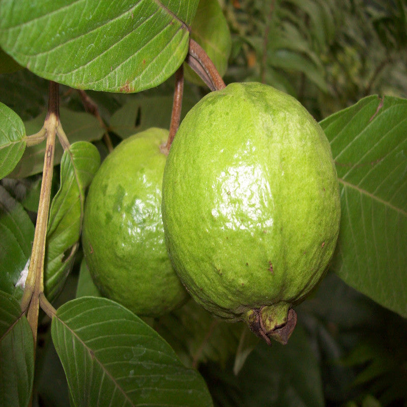 Thailand-Guava - Fruit Plants & Tree - Premium Fruit Plants & Tree from exoticflora - Just $675! Shop now at Plantparadise