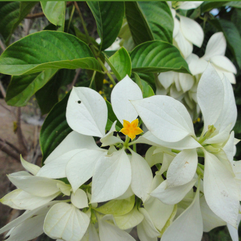Mussaenda White - Flowering Shrubs - Premium Flowering Shrubs from Plantparadise - Just $720.00! Shop now at Plantparadise