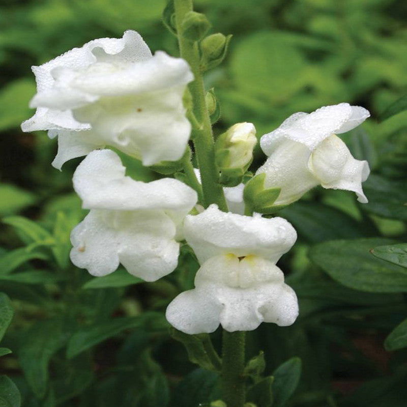 Antirrhinum White- SEASONALS - Premium SEASONALS from Plantparadise - Just $301.00! Shop now at Plantparadise