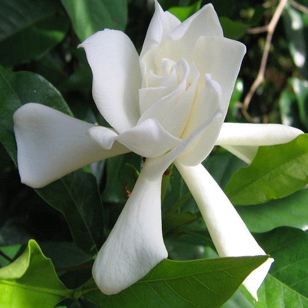 Gardenia/Jasmine Rose Regular - Top Perfuming - Fragrant Plants - Premium Top Perfuming - Fragrant Plants from Plantparadise - Just $640.00! Shop now at Plantparadise