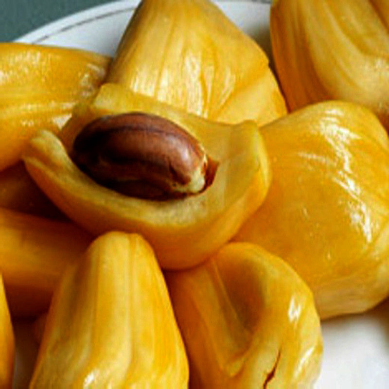 Jack fruit-Honey Panasa(Grafted) - Fruit Plants & Tree - Premium Fruit Plants & Tree from Plantparadise - Just $490.0! Shop now at Plantparadise