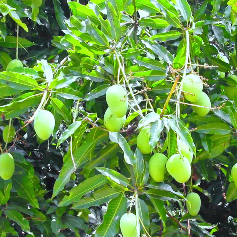 Mango  cherukurasam(Grafted)- Fruit Plants & Tree - Premium Fruit Plants & Tree from Plantparadise - Just $520.0! Shop now at Plantparadise
