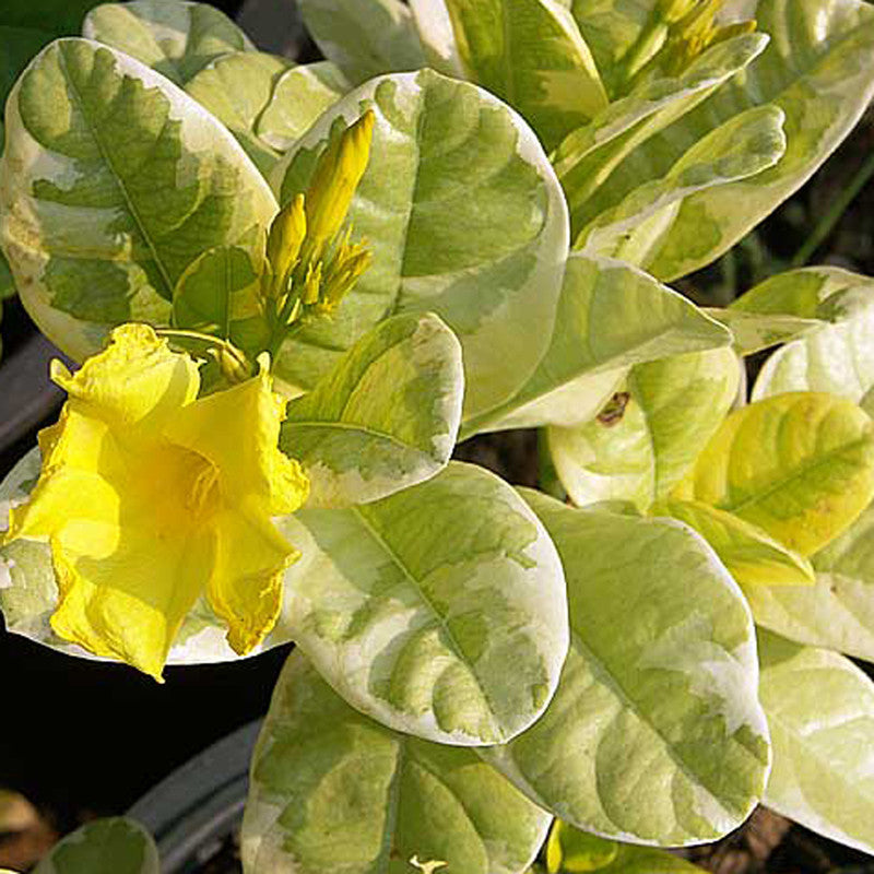 Allamanda Yellow Variegata- Creepers & Climbers - Premium Creepers & Climbers from Plantparadise - Just $400.00! Shop now at Plantparadise