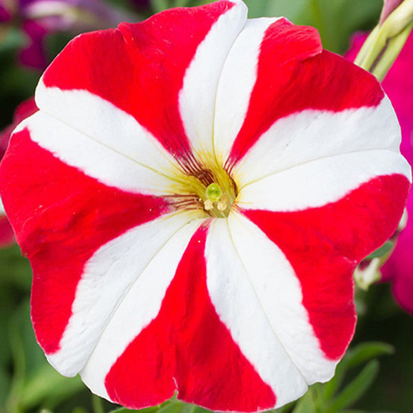 Petunia Red and White - SEASONALS - Premium SEASONALS from Plantparadise - Just $285.00! Shop now at Plantparadise