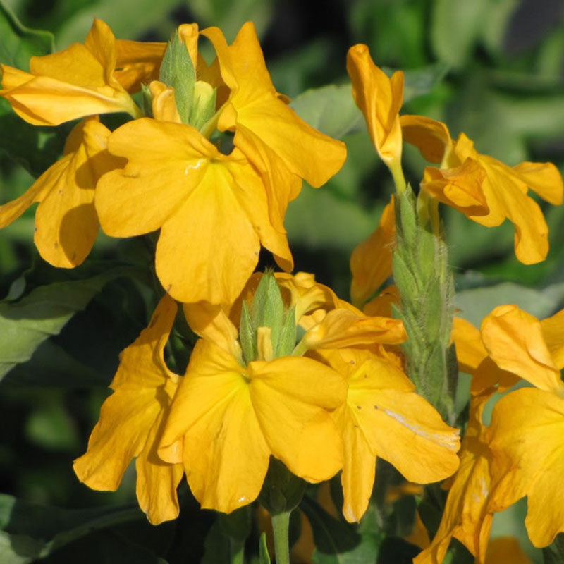 Crossandra Yellow - Flowering Plants - Premium Flowering Plants from Plantparadise - Just $665.00! Shop now at Plantparadise