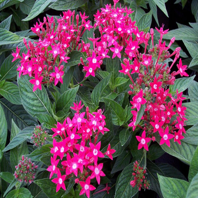 Pentas Dark Pink - Flowering Plants - Premium Flowering Plants from Plantparadise - Just $580.00! Shop now at Plantparadise