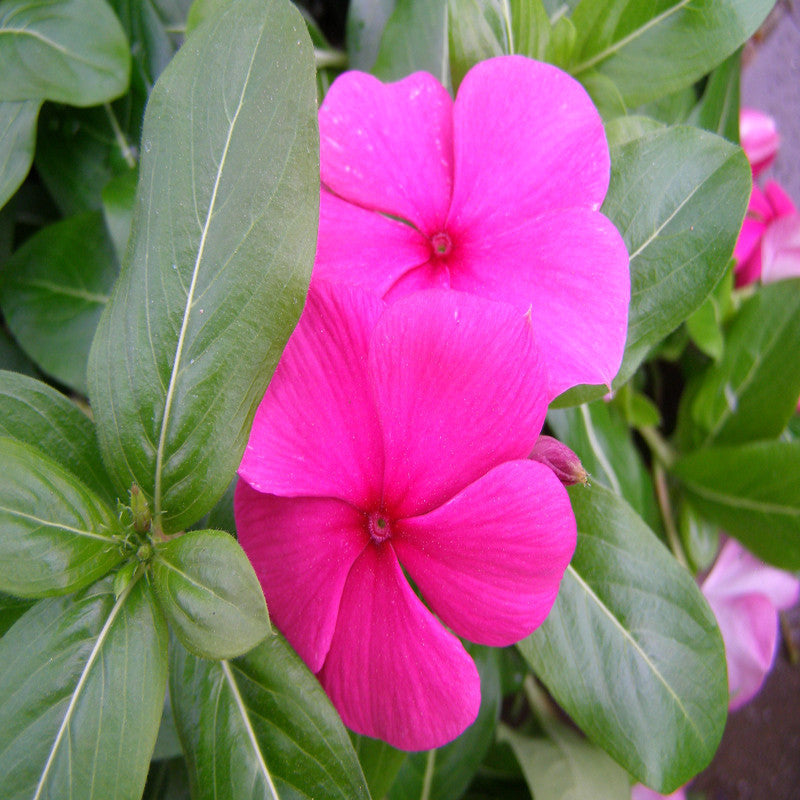 Periwinkle Purple -SEASONALS - Premium SEASONALS from Plantparadise - Just $530.00! Shop now at Plantparadise