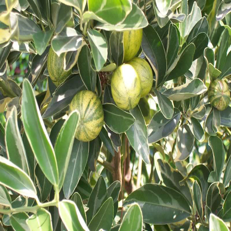 Mosambi Variegata (Grafted)- Fruit Plants & Tree - Premium Fruit Plants & Tree from exoticflora - Just $775! Shop now at Plantparadise