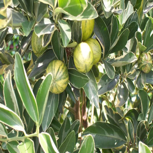 Mosambi Variegata (Grafted)- Fruit Plants & Tree - Premium Fruit Plants & Tree from exoticflora - Just $775! Shop now at Plantparadise